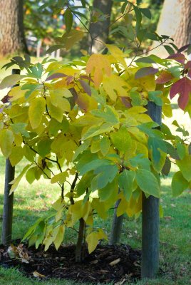 Sassafras albidum - sasafras lékařský - celek